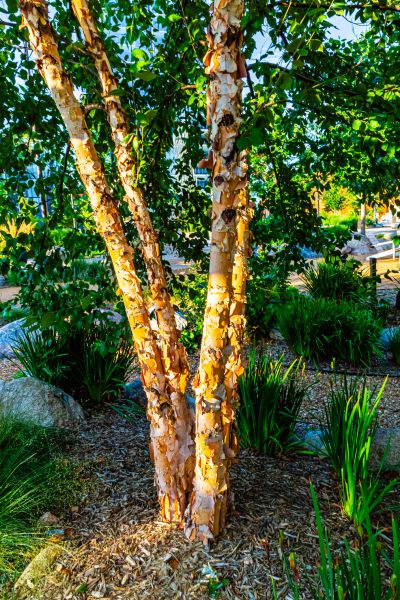 River Birch Trimming in Biloxi