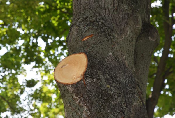Limb Cutting in Biloxi