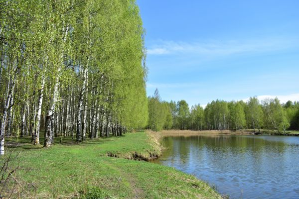River Birch Pruning in Biloxi