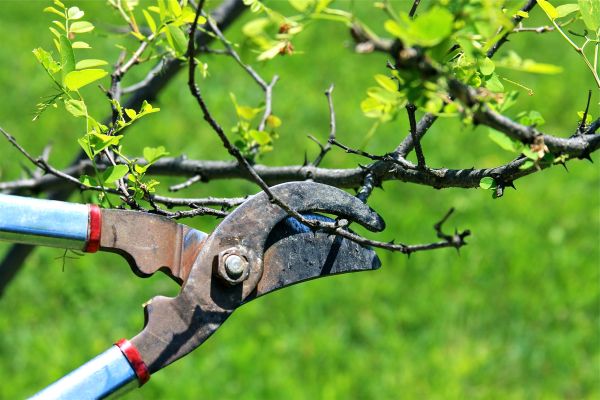 Branches Pruning in Biloxi