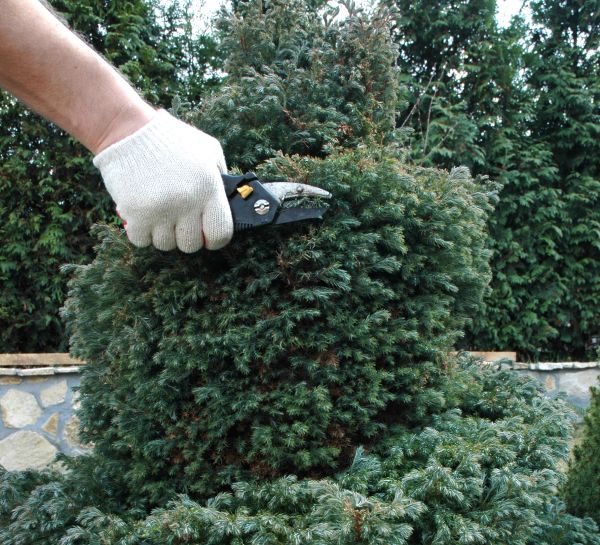 Ornamental Tree Trimming in Biloxi