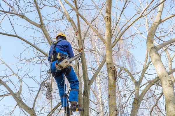 Large Tree Trimming in Biloxi