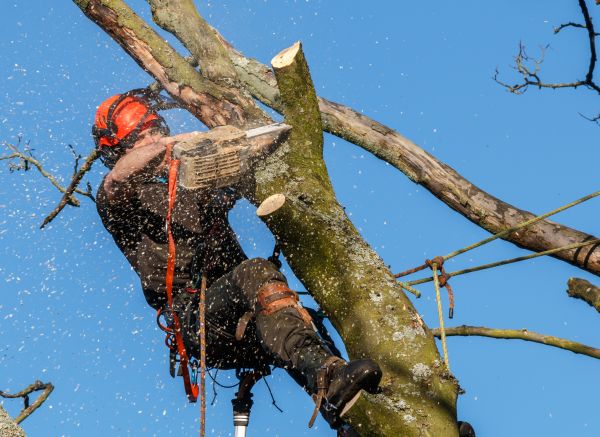 Tree Trimming Service in Biloxi