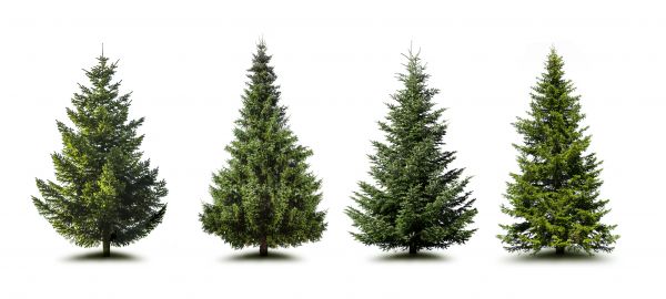 Pine Tree Trimming in Biloxi