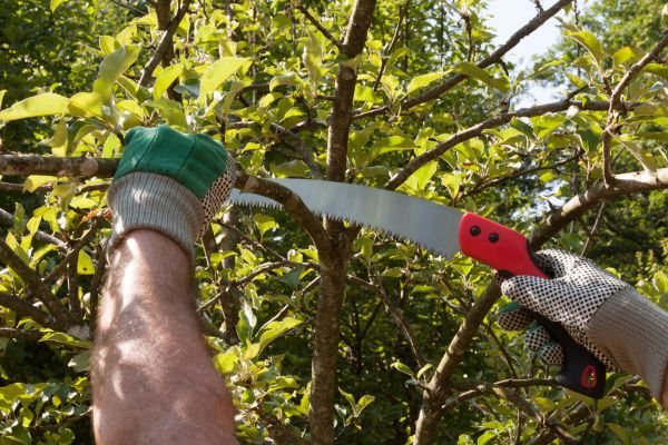 Apple Tree Trimming in Biloxi